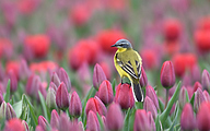 Western Yellow Wagtail (Motacilla flava)